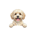 maltipoo.png