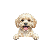 maltipoo.png