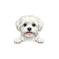 Maltuś.png