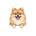 pomeranian.png