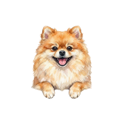 pomeranian.png