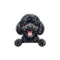pudel czarny.png