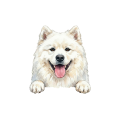 Samoyed.png