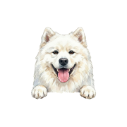 Samoyed.png