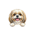 shih tzu.png