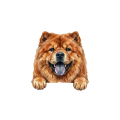 chow chow.png