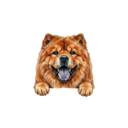 chow chow.png