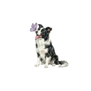 Piesek z motylkiem - border collie