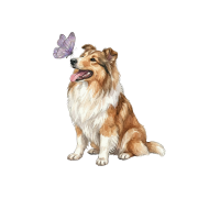 Piesek z motylkiem - collie