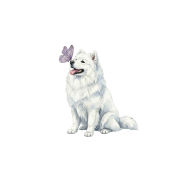 Piesek z motylkiem - samoyed