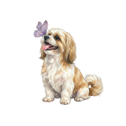 Piesek z motylkiem - shih tzu