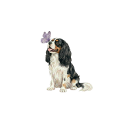 Piesek z motylkiem - cavalier tricolor