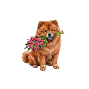 chow chow kwiatki.png