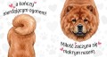 miłość zaczyna się mokrym nosem - chow chow.jpg