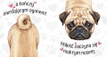 miłość zaczyna się mokrym nosem - mops.jpg