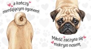 miłość zaczyna się mokrym nosem - mops.jpg