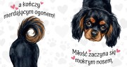 miłość zaczyna się mokrym nosem - cavalier czarno brązowy.jpg