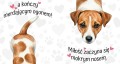 miłość zaczyna się mokrym nosem - jack russell terrier.jpg