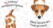 miłość zaczyna się mokrym nosem - jack russell terrier.jpg