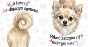 miłość zaczyna się mokrym nosem - chihuahua.jpg