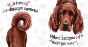 miłość zaczyna się mokrym nosem - seter irlandzki.jpg