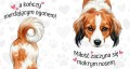 miłość zaczyna się mokrym nosem - kooikerhondje.jpg