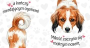 miłość zaczyna się mokrym nosem - kooikerhondje.jpg