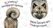 miłość zaczyna się mokrym nosem - szpic wilczy.jpg