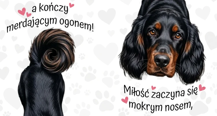 miłość zaczyna się mokrym nosem - seter szkocki gordon.jpg