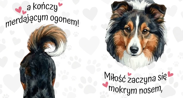 miłość zaczyna się mokrym nosem - sheltie.jpg