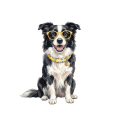 border collie.png