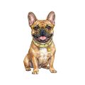 buldog francuski.png