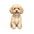 maltipoo.png