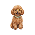 pudel.png