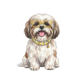 shih tzu.png