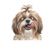 Shih tzu.png