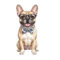 buldog francuski.png