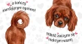 miłość zaczyna się mokrym nosem - cavalier ruby.jpg