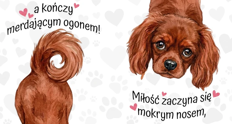 miłość zaczyna się mokrym nosem - cavalier ruby.jpg