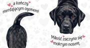 labrador czarny.jpg