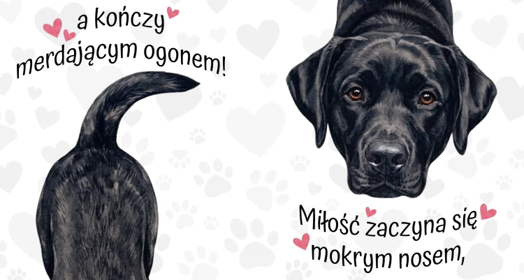 labrador czarny.jpg