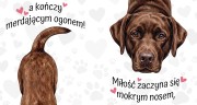 labrador czekoladowy.jpg