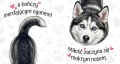 husky.jpg