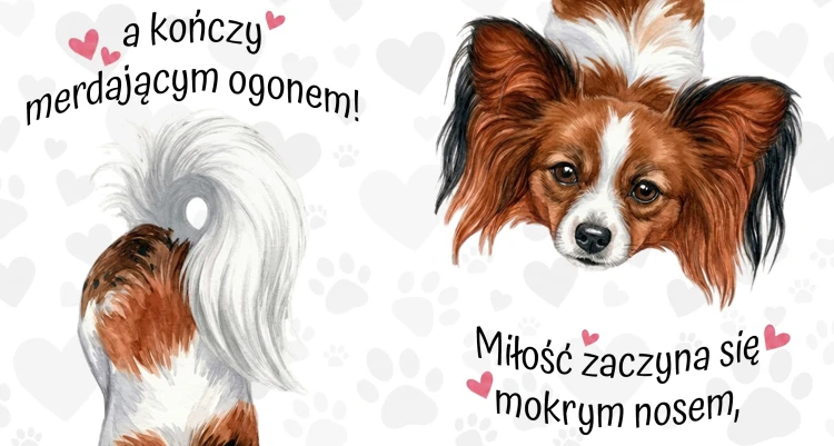 papillon miłość1.jpg