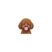 Pudel