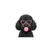 czarny pudel.png