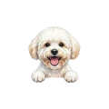Bichon.png