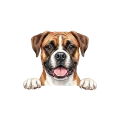 bokser.png
