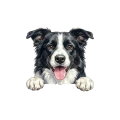 border collie.png