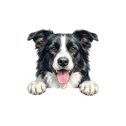 border collie.png